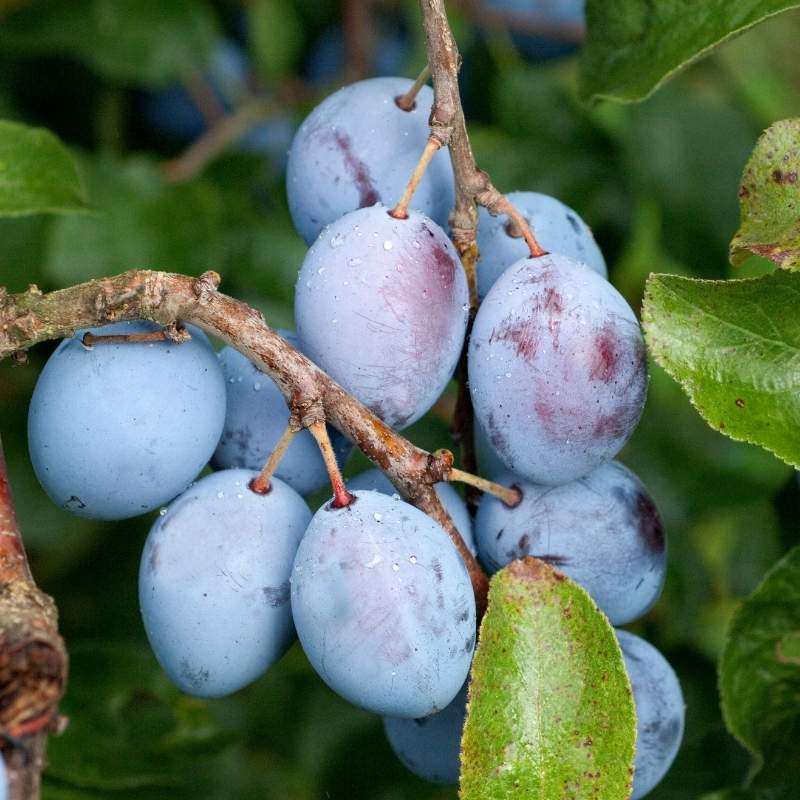 Szilva Cacanska Rodna